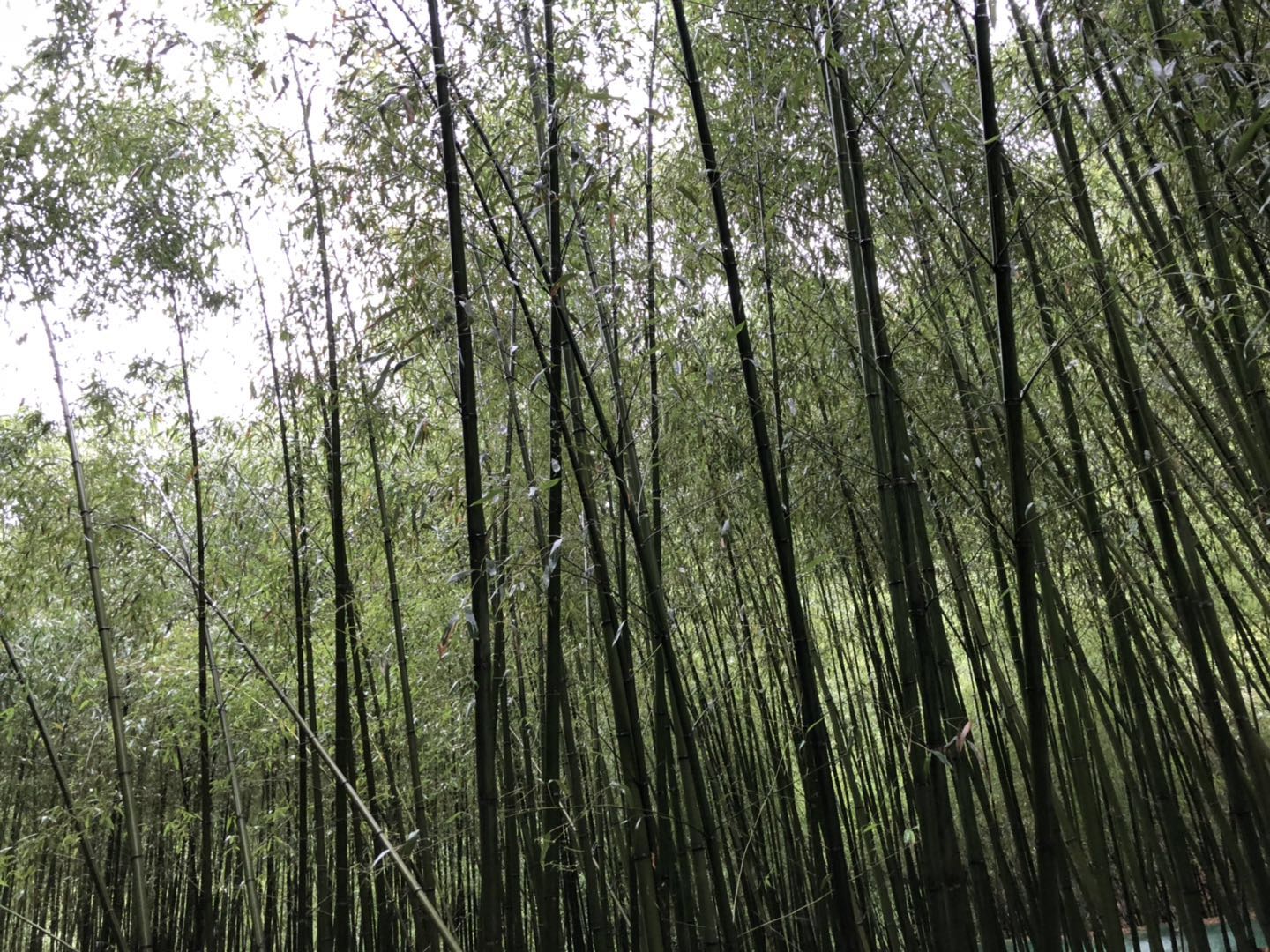 人间仙境洛阳栾川老君山,河南旅游景点推荐洛阳重渡沟