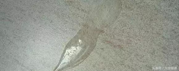 猫咪呕吐透明液体是怎么回事,猫咪呕吐透明液体是什么情况