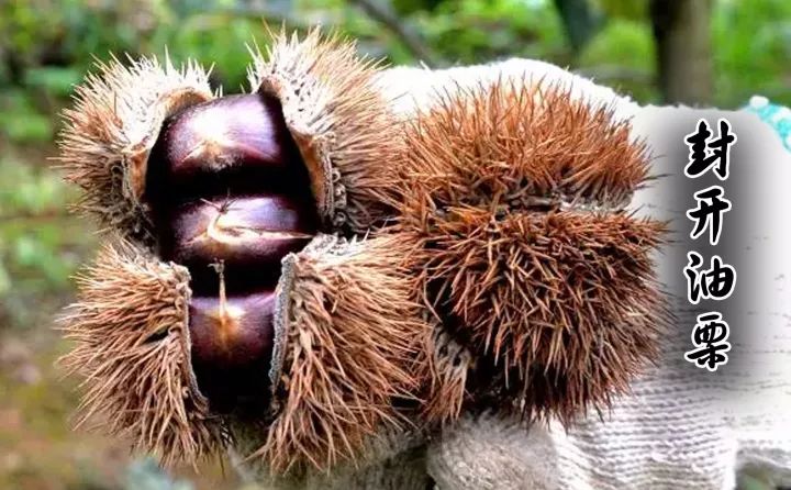 食在广东寻味顺德,食在肇庆