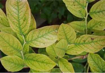 蓝莓土壤加醋能变酸吗,蓝莓土壤改酸方法