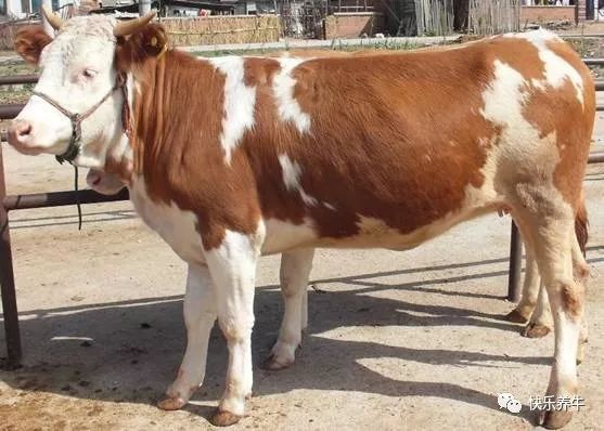 肉牛反复胀气怎么办,肉牛反复胀气怎么治疗