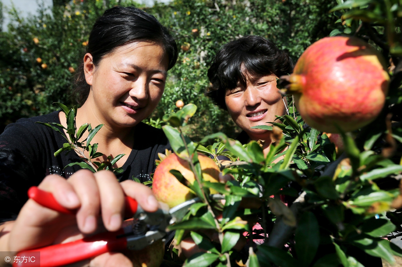 种植石榴一年的收益,种植一亩普通石榴能赚多少钱