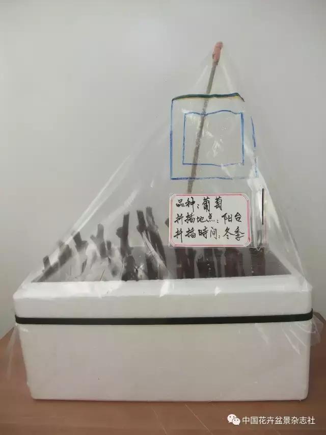 冬季扦插葡萄的方法和技巧,盆栽葡萄扦插的方法