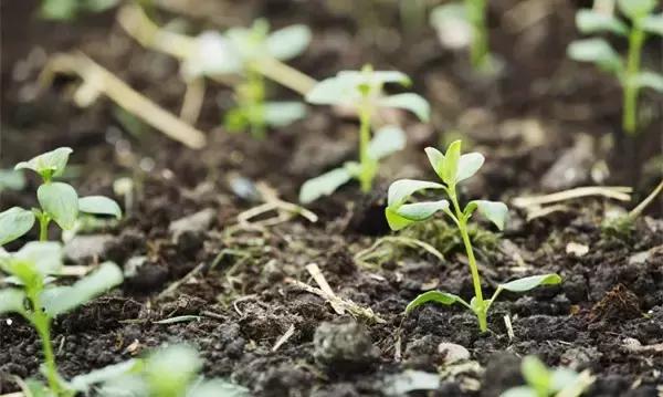 油烟机的废油别扔留下省钱又实用,抽油烟机排出废油可以当花肥料