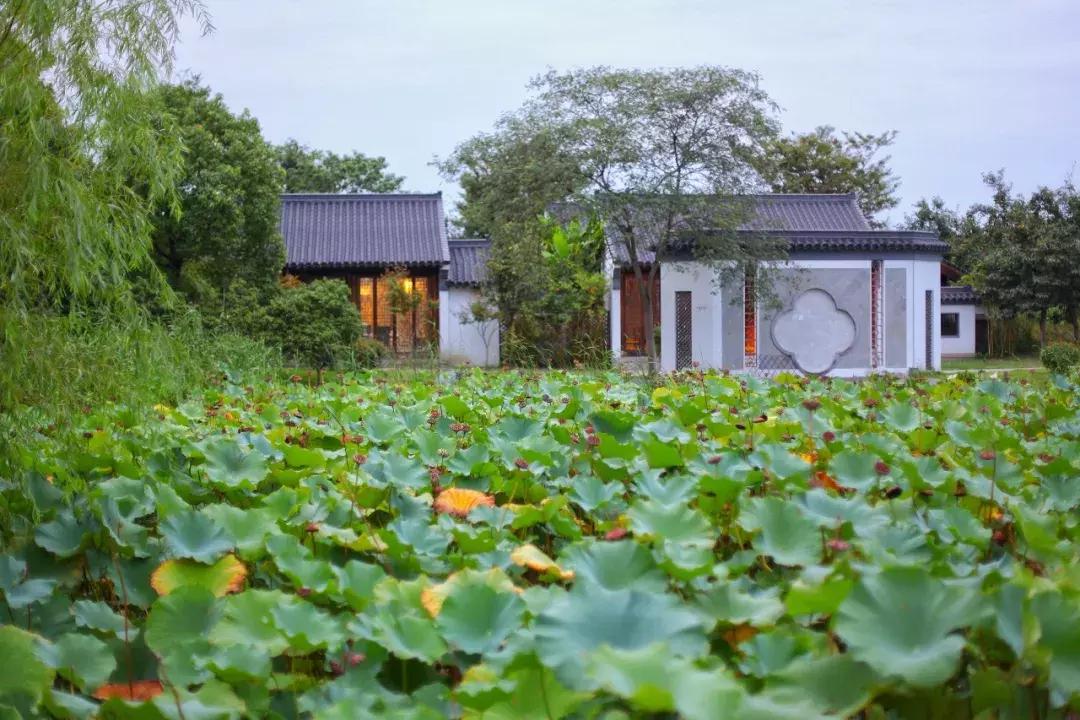 沙家浜芦苇荡游玩体验感想,沙家浜风起芦苇荡