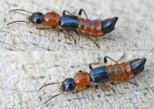 医生提醒市民警惕隐翅虫,紧急提醒隐翅虫