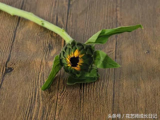 摘下来的向日葵如何养活,向日葵的养护方法和注意事项图文