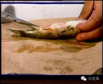 暴发性出血病和肠炎,暴发性败血症