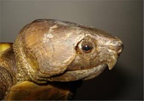 烧仙草黑凉粉和龟苓膏有什么区别,烧仙草龟苓膏白凉粉哪个更有营养