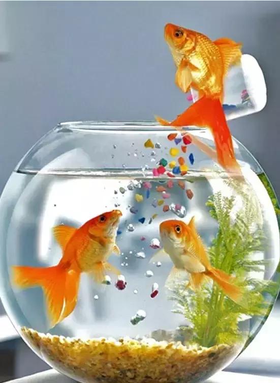 金鱼养眼,十大观赏小型金鱼