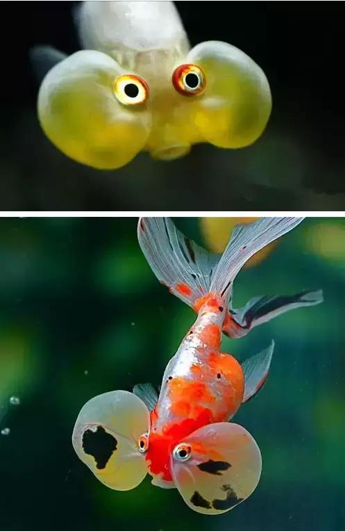 金鱼养眼,十大观赏小型金鱼