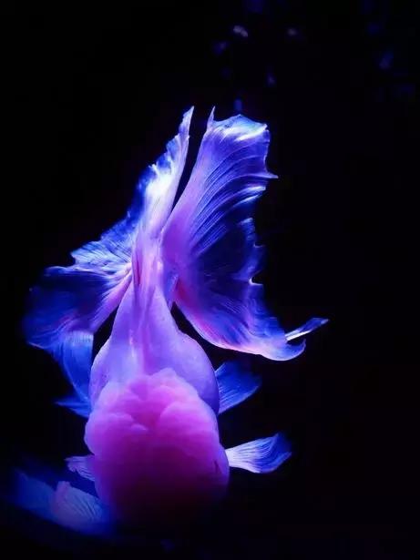 金鱼养眼,十大观赏小型金鱼