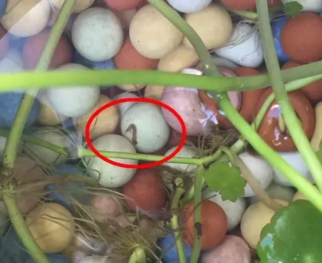 水培绿萝长青苔怎么办,水培金钱草叶子小怎么处理