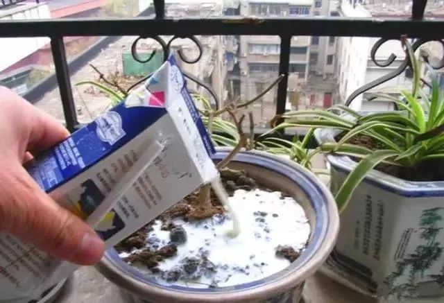 给花浇凉白开,给花浇多菌灵水会怎样