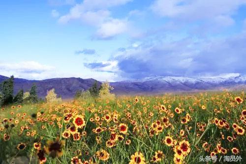 昆仑雪菊茶色,正宗昆仑雪菊