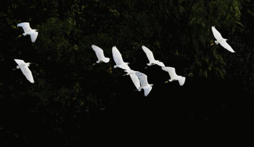 成都必备指南,成都最详细的攻略都在这了