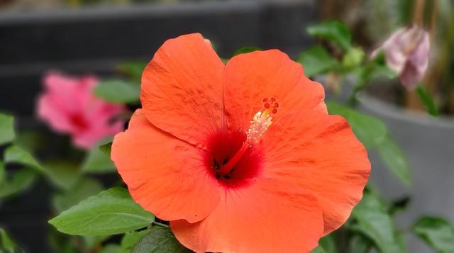 一如既往的出色,三星note9拍照可变光圈用不了