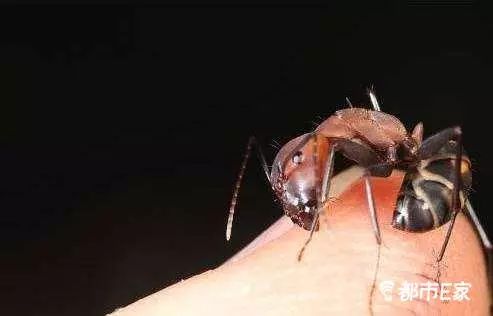 男子被马蜂蛰三下后去世,男子被黄蜂蜇致其身亡