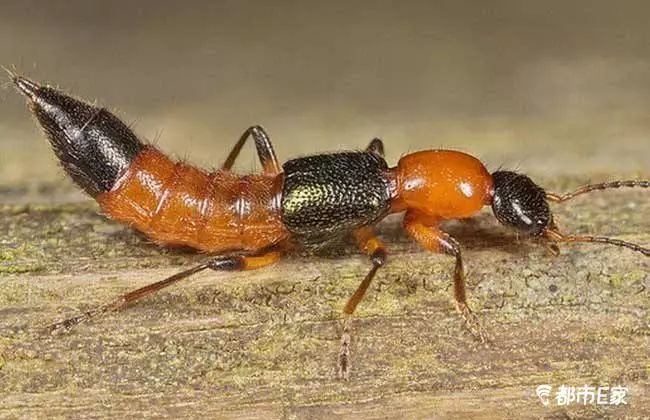 被马蜂蜇了的最快速处理办法,被马蜂蛰的100种方法