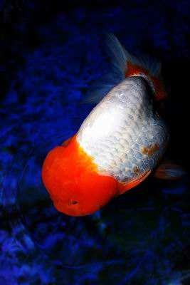 兰寿都是短尾巴吗,兰寿为什么短尾