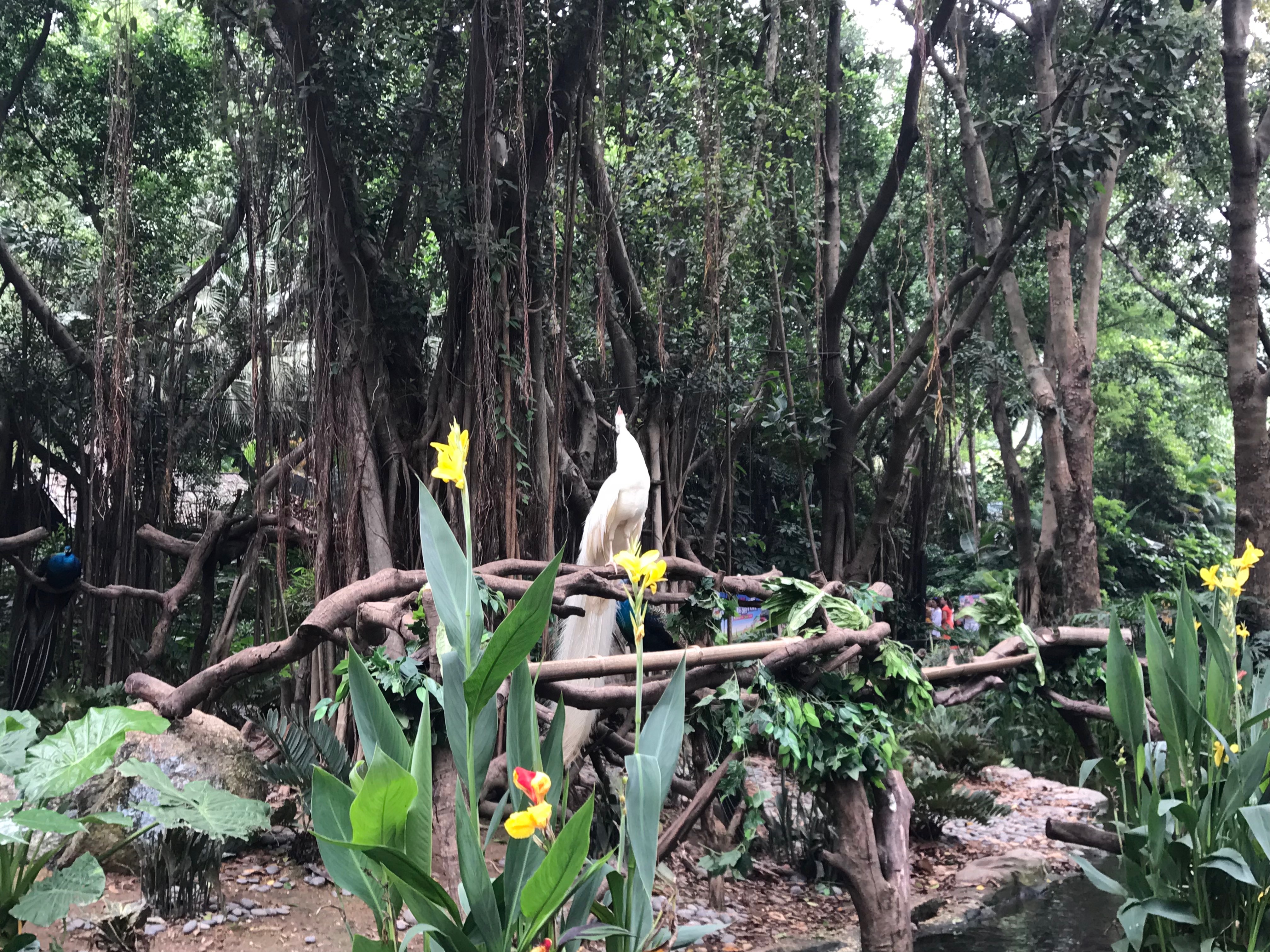 来广州必去长隆，长隆酒店是不是野生动物园的必需品