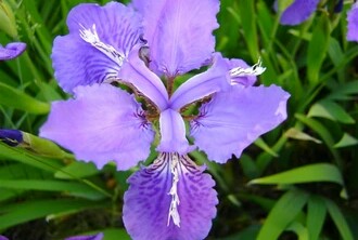 花语大全40种花的花语,花语大全50种花的花语读出来