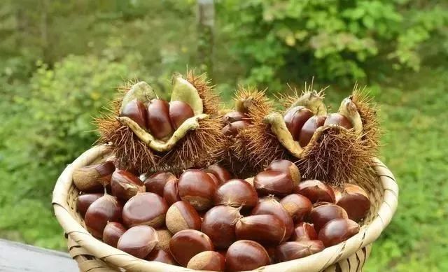 板栗怎样打开销路,板栗没有冷库怎么大批量储存