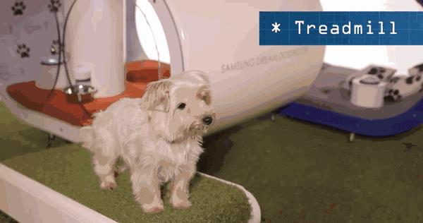 长假在即，铲屎官不敢出门？智能神器来帮你！