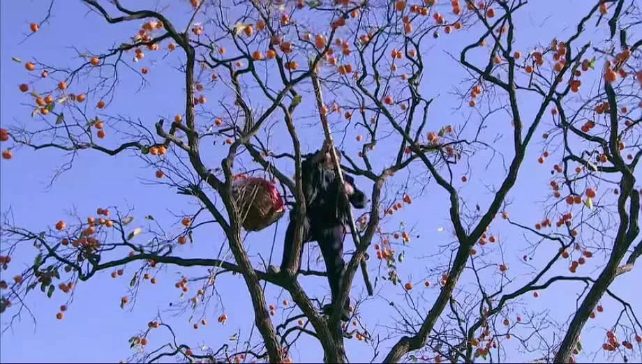 中国农村电影豆瓣,中国乡村大型纪录片