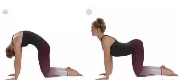 猫牛式动作讲解,猫牛式正确练习和错误练习