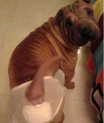 狗狗屁股一直流血是怎么了,狗狗口吐白沫屁股流血是怎么回事