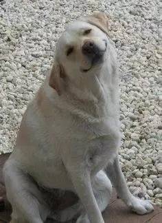 不小心踩到狗狗狗狗会记仇吗,不小心把狗狗踩到了会恨我吗