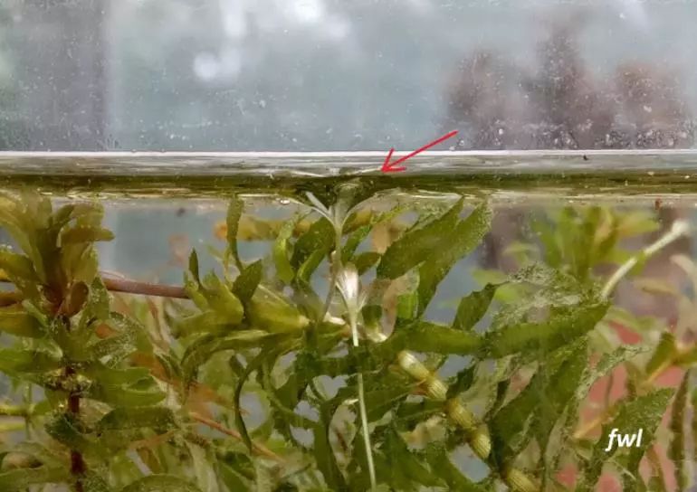 黑藻特点,黑藻是属于什么