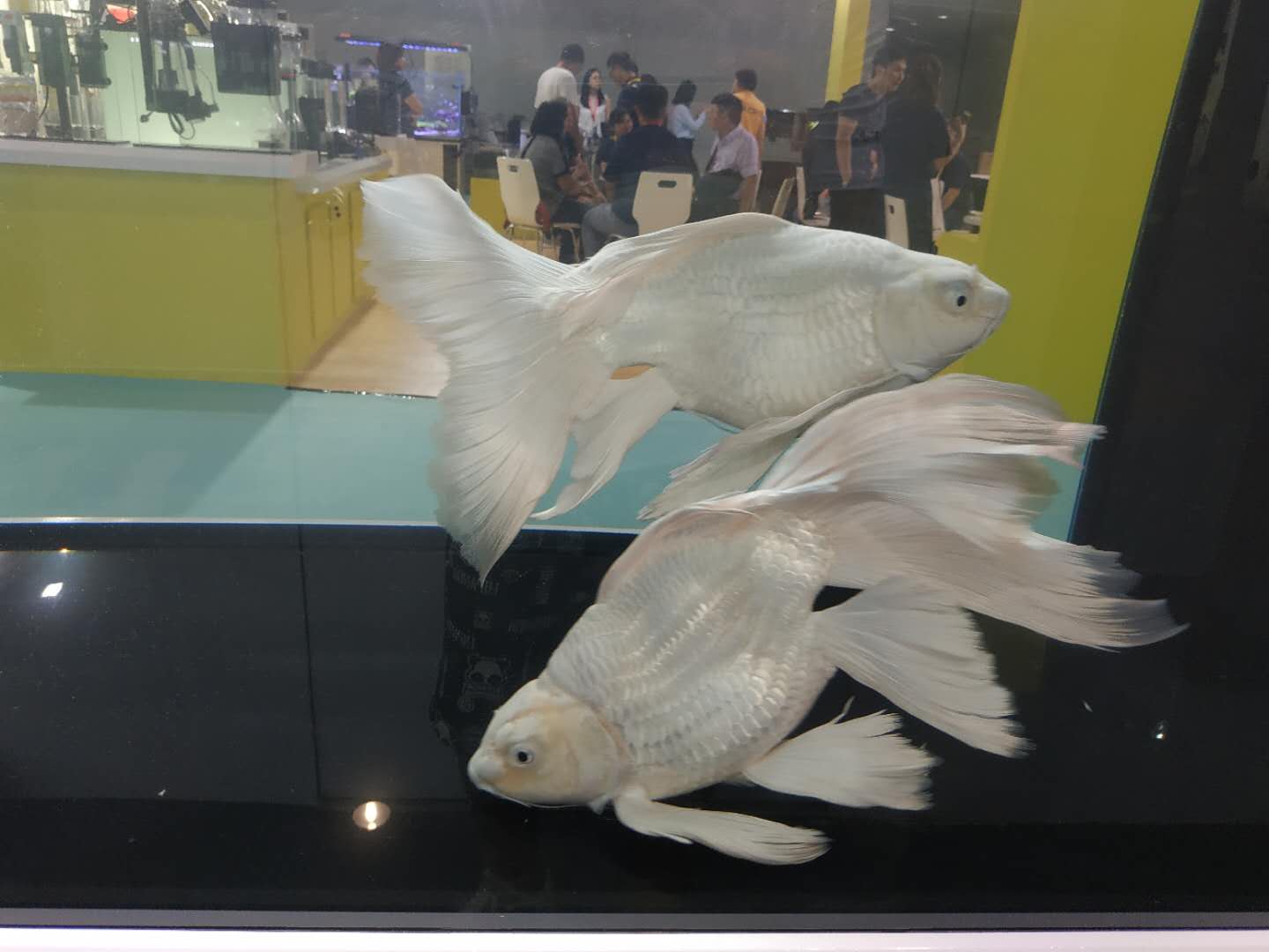 十大顶级巨型观赏鱼视频播放,顶级观赏鱼高清全屏视频