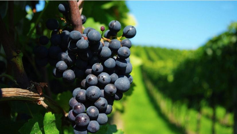 2020年9月1日葡萄批发价格,今日巨峰葡萄价格