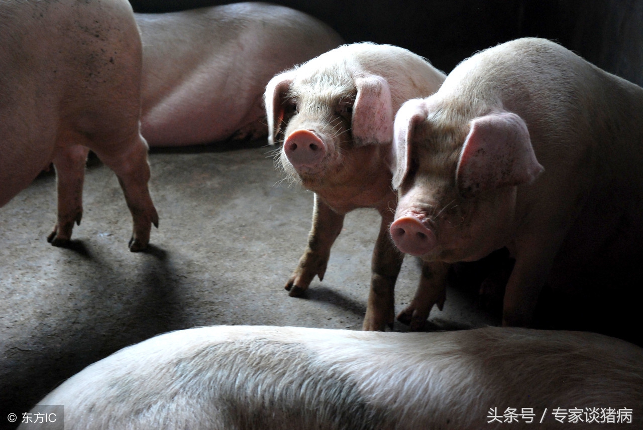 秋季猪场毛病多，还是猪场咳喘在作祟，快来看看专家如何去防控