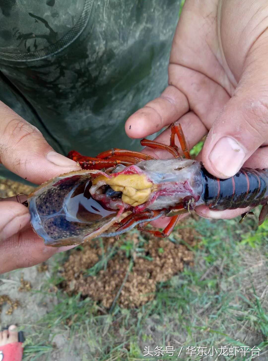 小龙虾如何判断受孕母虾,如何分辨小龙虾是不是准备产卵