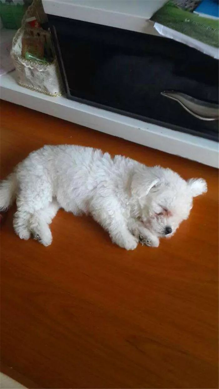 比熊狗狗经常呕吐是什么原因,比熊犬老是呕吐是怎么回事