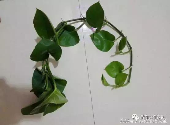 养殖绿萝用这3种办法快速长爆盆,养绿萝学好这3招爆盆快长势猛