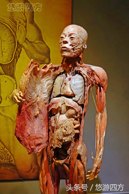 这个博物馆的展品略显重口味，胆小者不敢看，揭示了生命的奥秘！