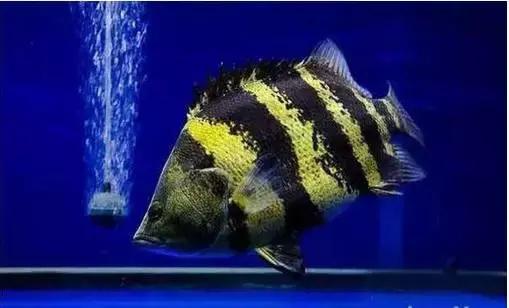 中华栉孔鰕虎鱼介绍,矛尾复鰕虎鱼介绍