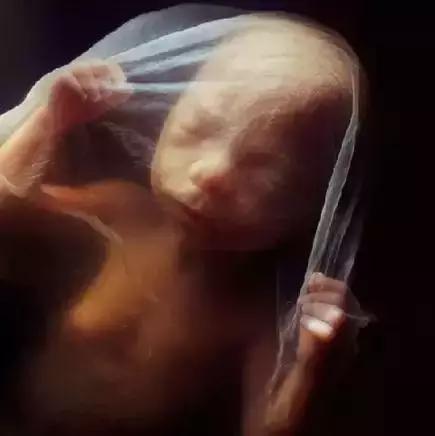 人类精子是怎么诞生的,人类进化史从精子到胎儿