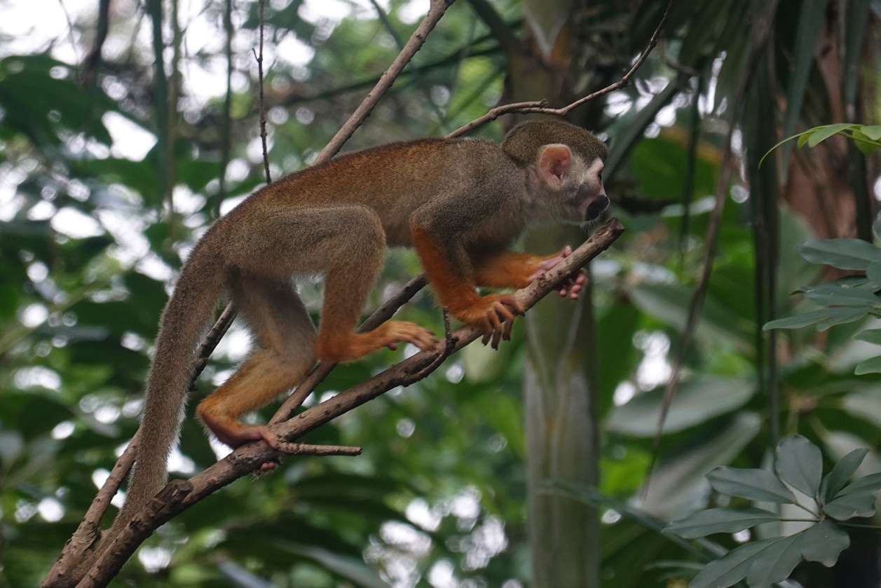 有舍有得,RX100M6长隆野生动物园中秋行摄记