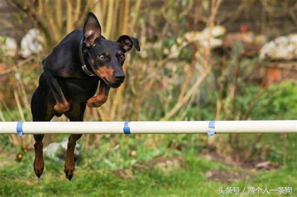 狗狗不运动三个妙招告诉你,怎么解决狗没食物不听话