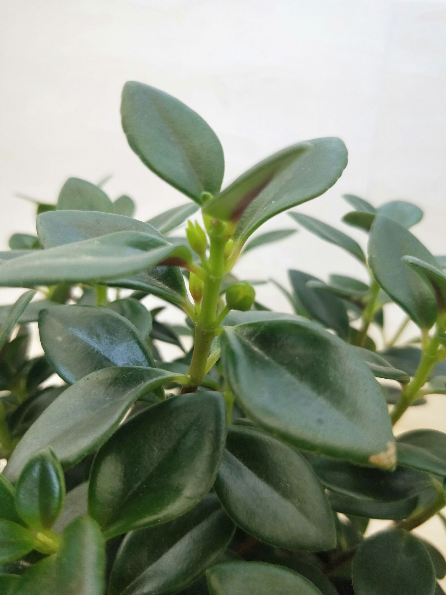 养了两年的金鱼吊兰终于开花了,养了近两年的金鱼吊兰开花了