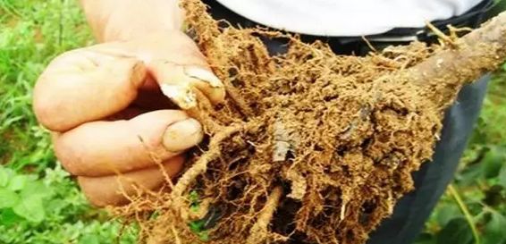 果树烂根小妙招视频,莲雾果树水浇太多烂根能救活吗