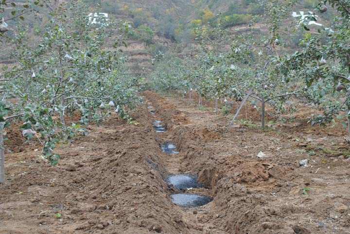 果树烂根小妙招视频,莲雾果树水浇太多烂根能救活吗