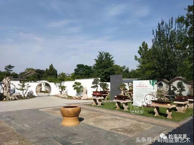 百年精品流苏老桩盆景,精品南天竺盆景