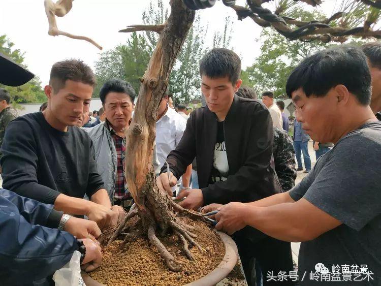 百年精品流苏老桩盆景,精品南天竺盆景