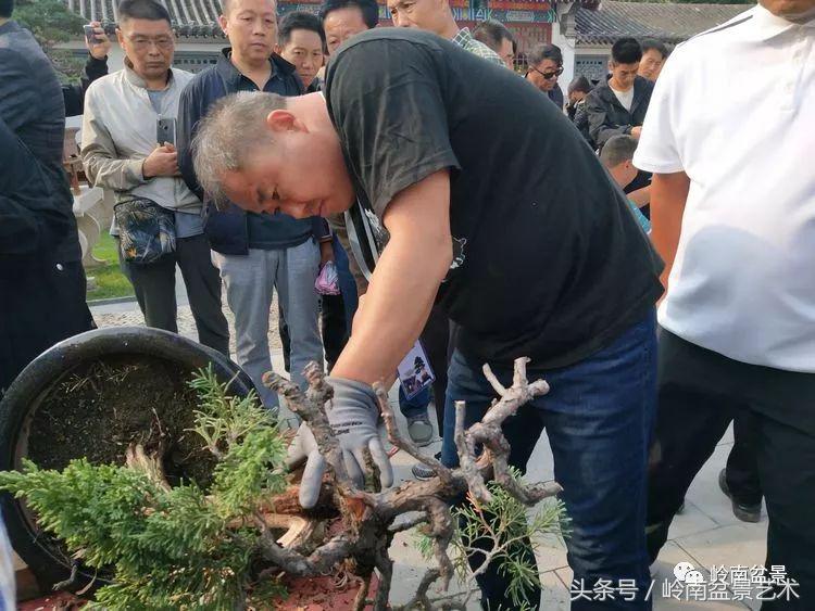 百年精品流苏老桩盆景,精品南天竺盆景